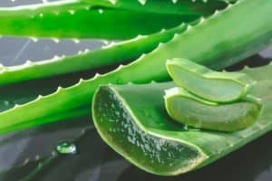Aloe vera plant