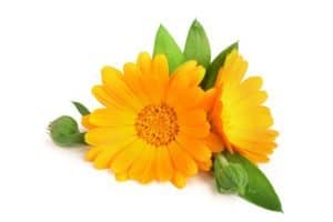 Calendula. Marigold flower with leaf