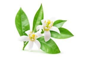 Isolated blossoming branch of orange tree