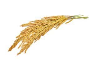 yellow paddy rice