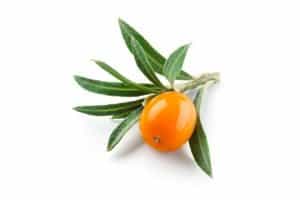 Sea buckthorn. Fresh ripe berry with leaves