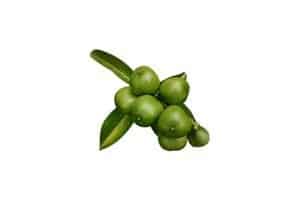 cacay-seed-oil