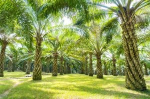 Palm oil
