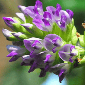 bakuchiol flower