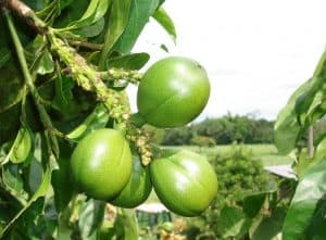 Cacay oil