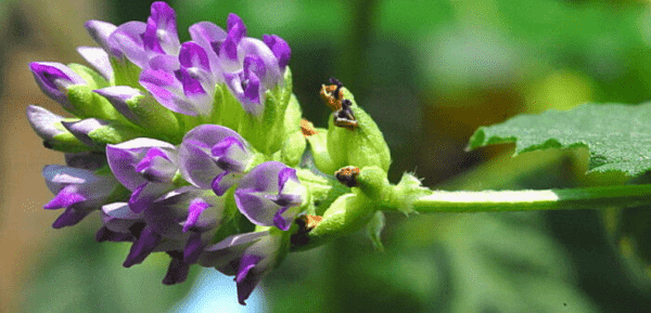 bakuchiol flower
