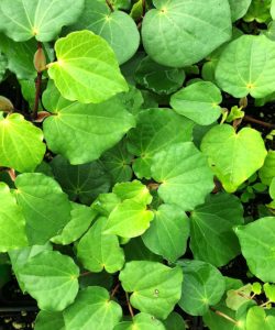 Kawakawa Leaf Extract