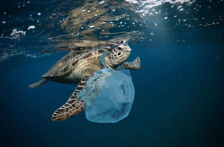 Turtle swimming in sea with plastic bag around it showing plastic pollution