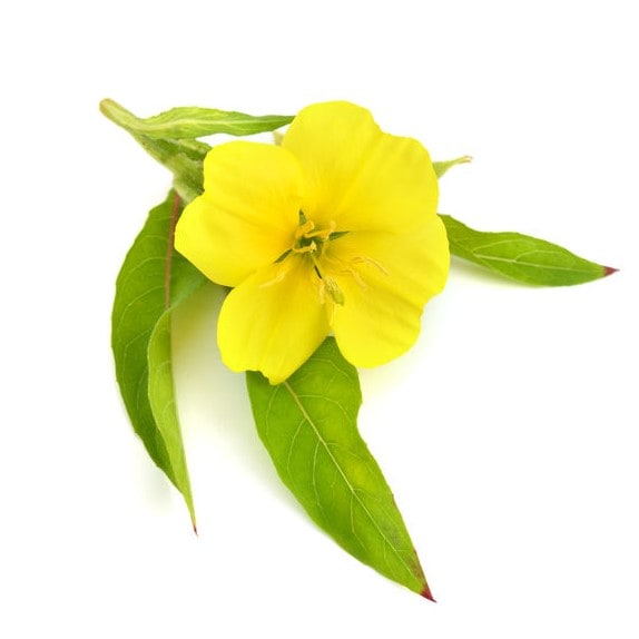 evening primrose oil