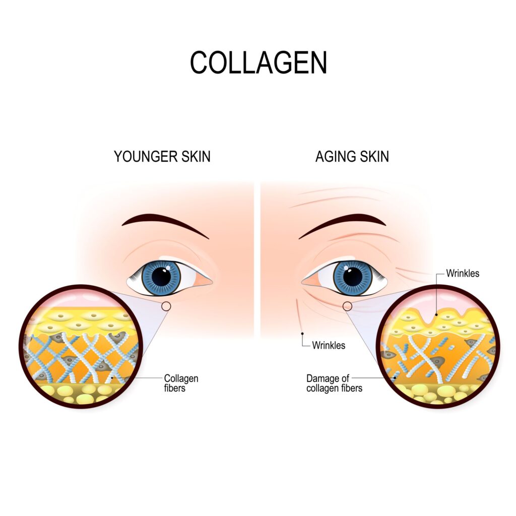 collagen and ageing