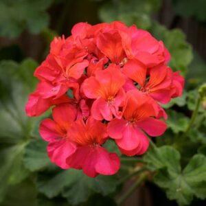 rose geranium