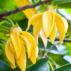 ylang ylang