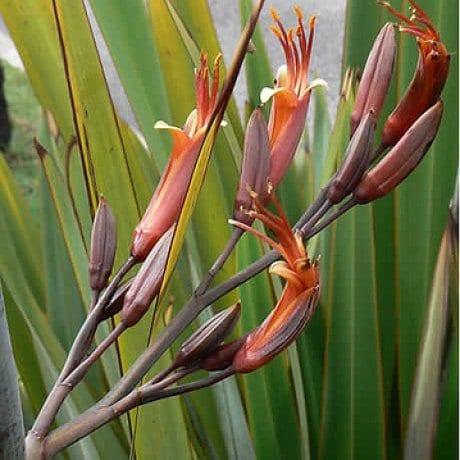 harakeke flower & leaves