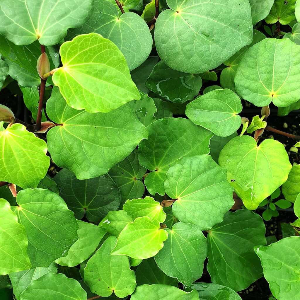 kawakawa leaf sq
