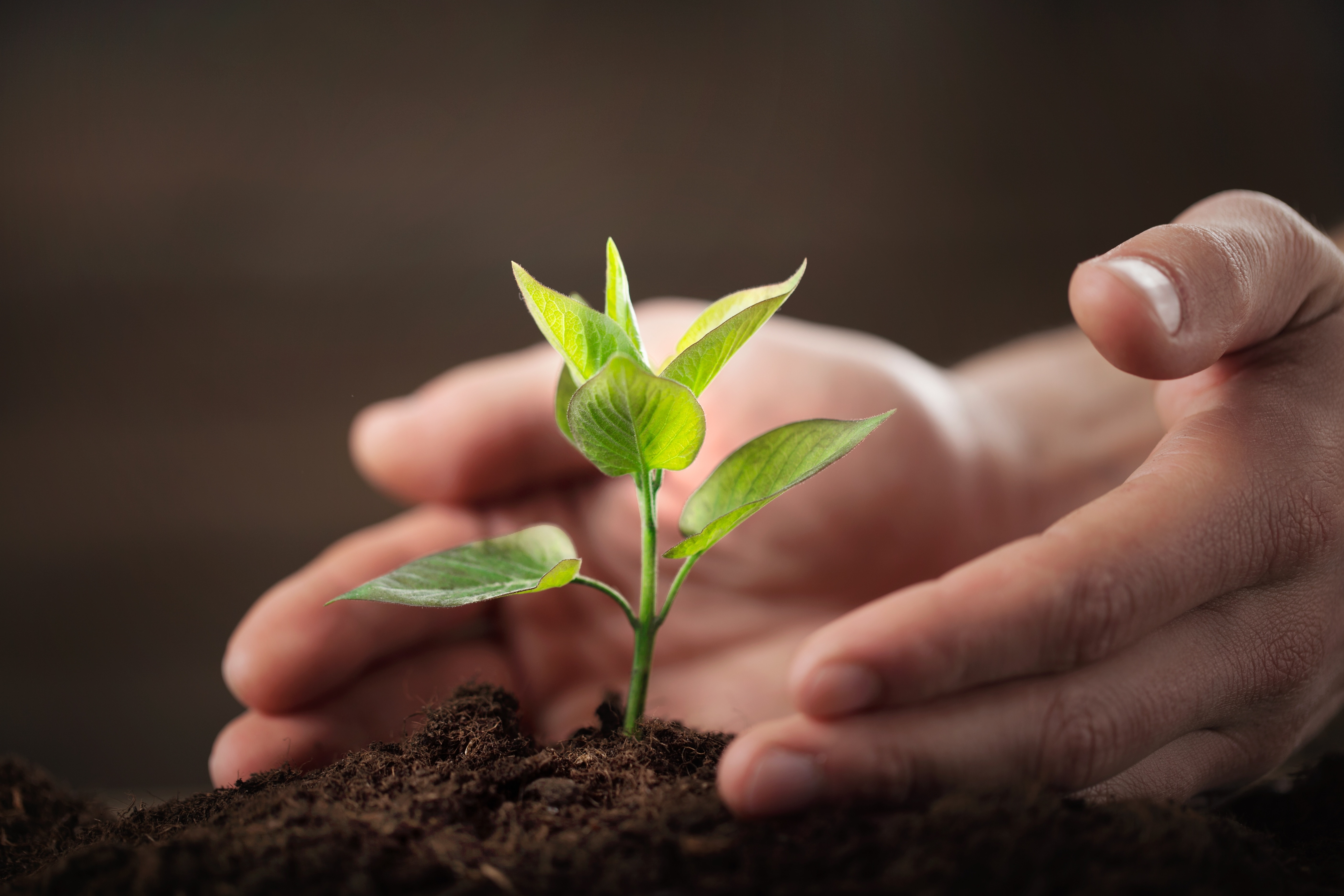 planting a tree
