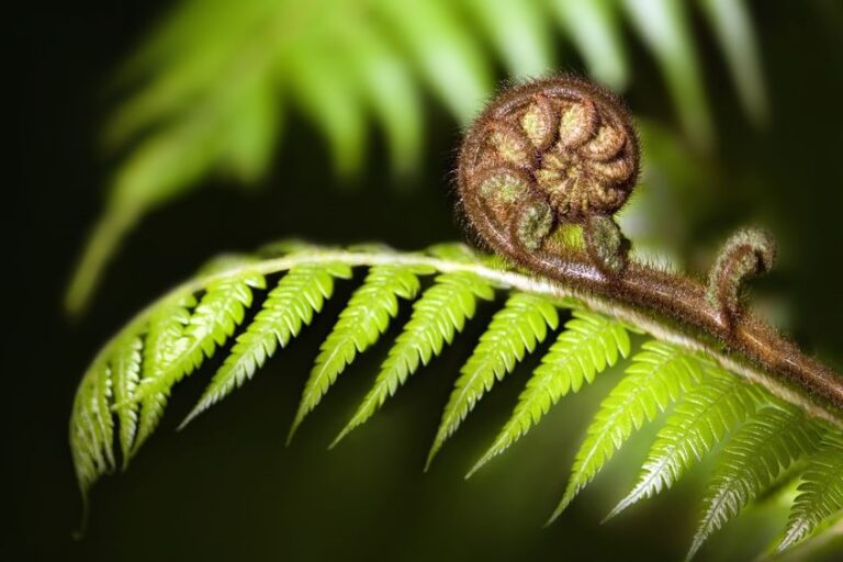 NZ koru