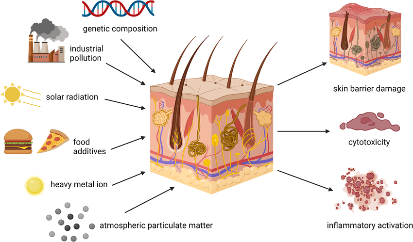 The-effects-of-external-factors-on-the-skin-Skin-cytotoxicity-skin-barrier-degradation