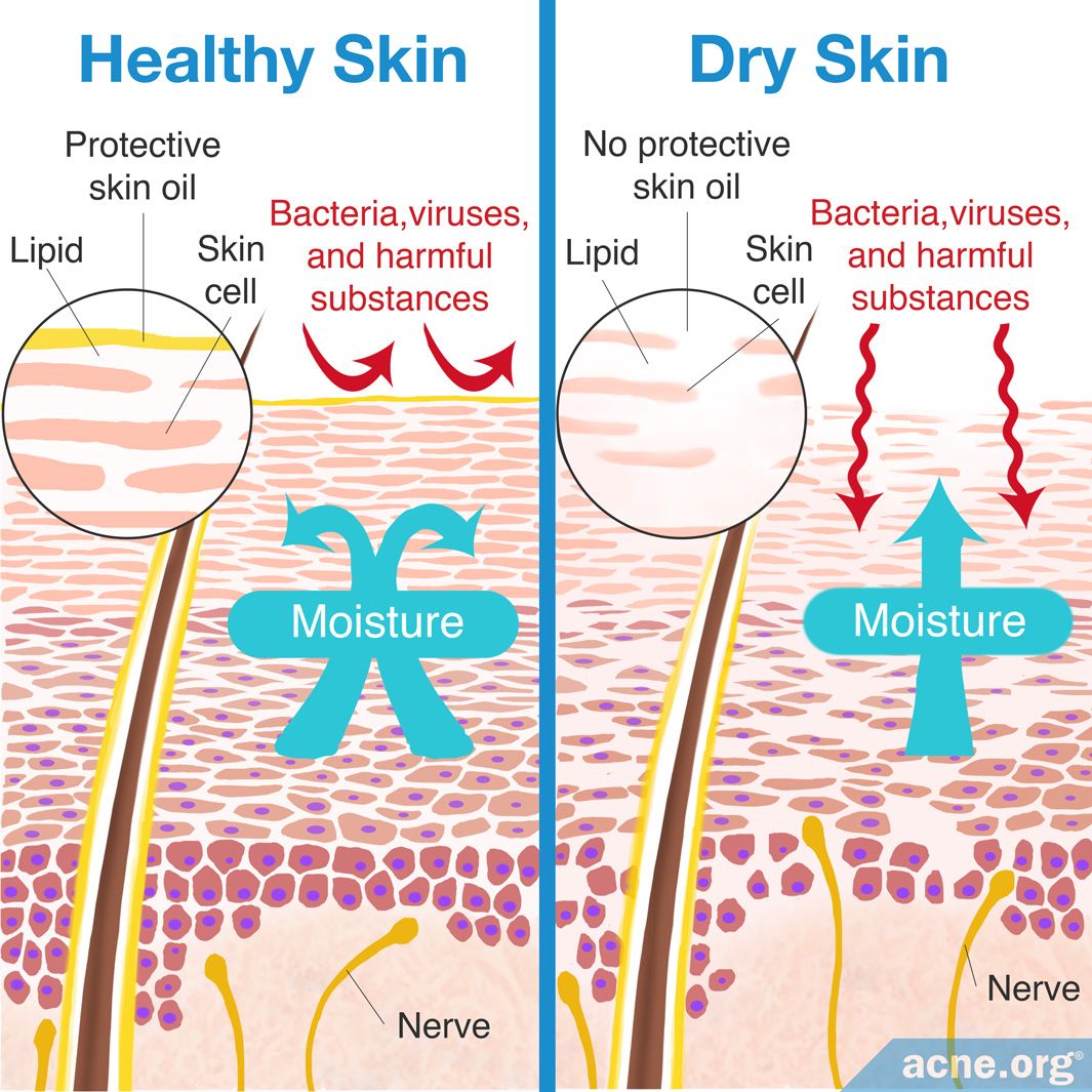 The Deeply Hydrating Skincare Ritual for Dry Skin | Scenturie