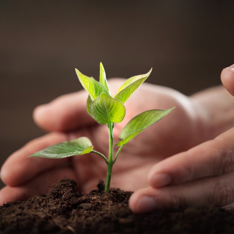 ethically sourced ingredients