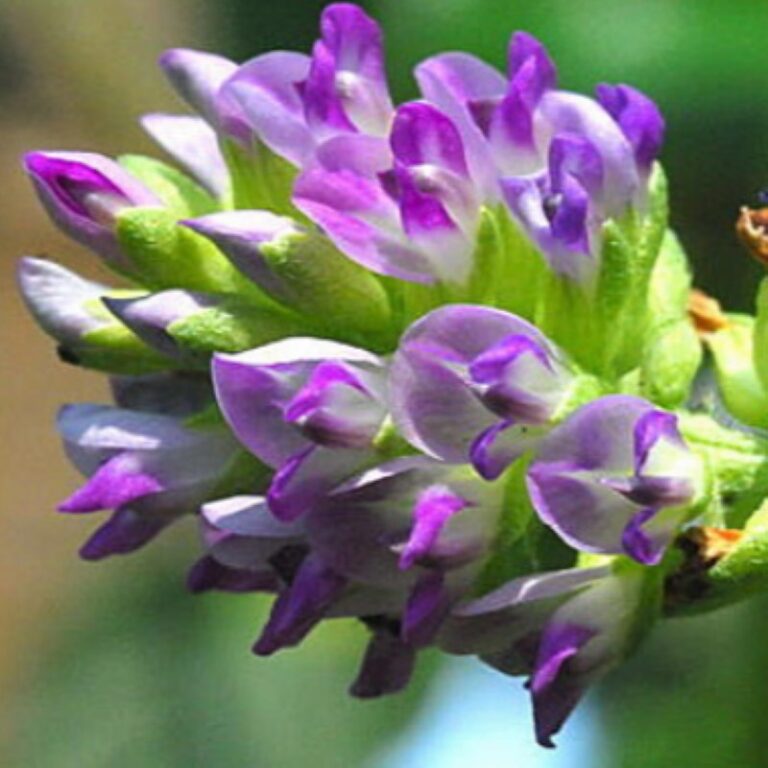 Close-up of the purple Bakuchiol flower (Psoralea corylifolia), the plant-based source of the retinol alternative used in Scenturie serum.