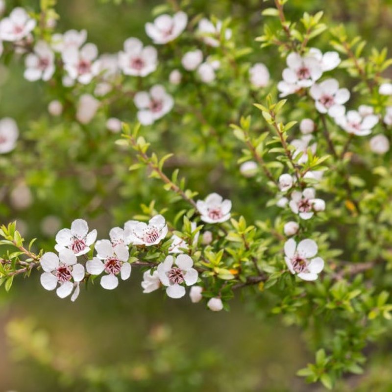 Flowering New Zealand Kānuka (Kunzea ericoides), a native botanical ingredient used in Scenturie skincare for its soothing properties.