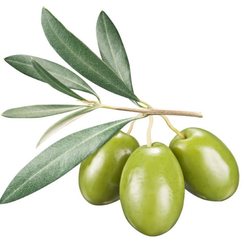 Fresh green olives and golden oil, the natural source of the bio-identical Squalane used in Scenturie skincare.