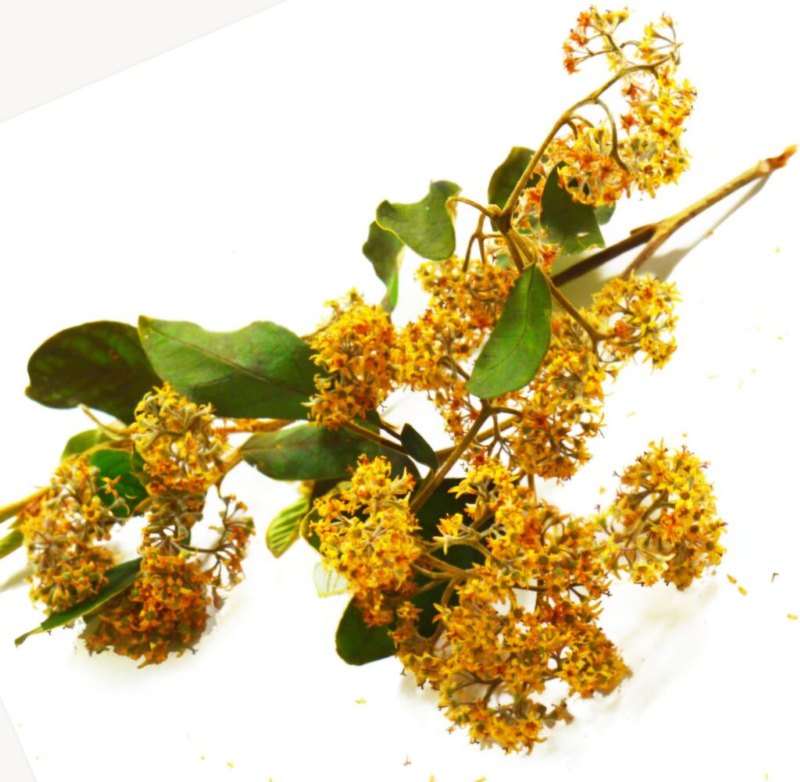 Kumerahau flowers